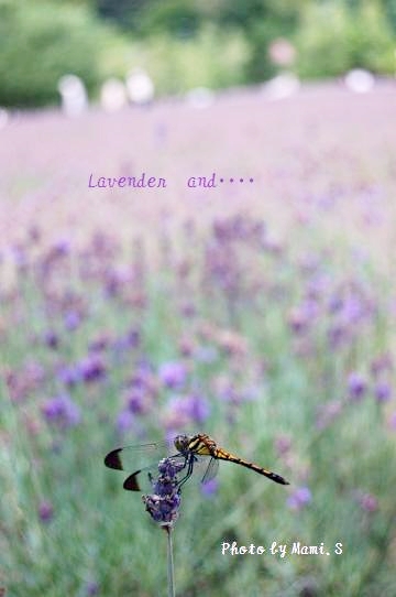 lavender1