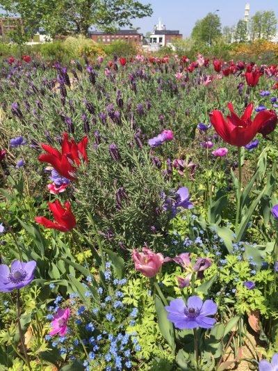 赤レンガ倉庫付近の草花