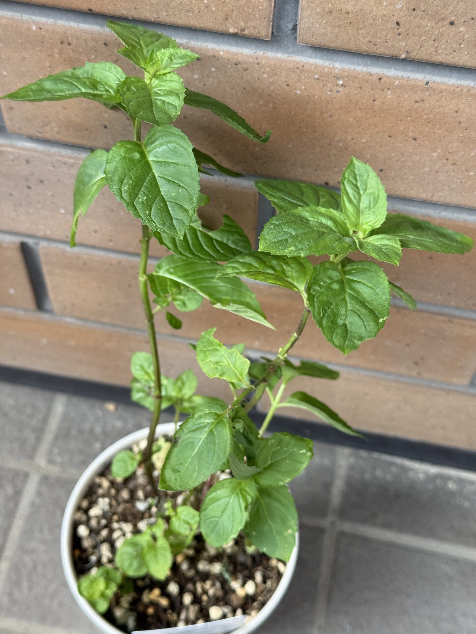 日本薄荷